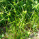 Nagytermésű sás (<i>Carex grayi</i>)