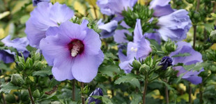Mályvacserje (<i>Hibiscus syriacus</i>)