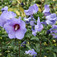 Mályvacserje (<i>Hibiscus syriacus</i>)