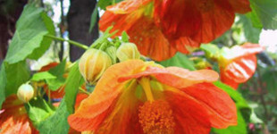 Selyemmályva (<i>Abutilon sp.</i>)