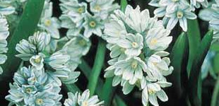 Puskin-virág (<i>Puschkinia libanotica</i>)