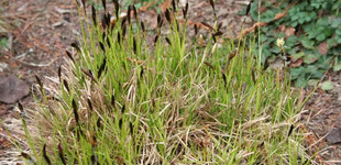 Hegyi sás (<i>Carex montana</i>)