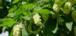 Komlógyertyán (<i>Ostrya carpinifolia</i>)