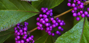 Kínai lilabogyó (<i>Callicarpa bodinieri</i>)