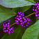 Kínai lilabogyó (<i>Callicarpa bodinieri</i>)
