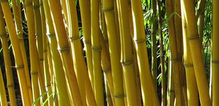 Kínai aranycsíkos bambusz (<i>Phyllostachys aureosulcata</i> 'Aureocaulis')