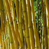 Kínai aranycsíkos bambusz