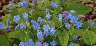 Tavaszi békaszem (<i>Omphalodes verna</i>)