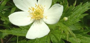 Szellőrózsa (<i>Anemone sp.</i>)