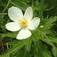 Szellőrózsa (<i>Anemone sp.</i>)