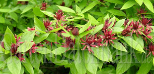 Illatos fűszercserje (<i>Calycanthus floridus</i>)