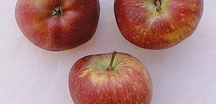 'Starking Delicious' alma és változatai (Nm. 251 és Nm. 47 klónok) (<i>Malus domestica</i> ''Starking Delicious'')