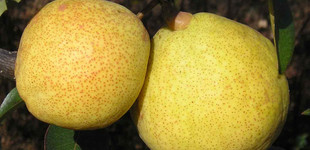 Kieffer körte (<i>Pyrus communis</i> ''Kieffer'')