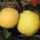 Kieffer körte (<i>Pyrus communis</i> ''Kieffer'')