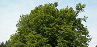 Közönséges gyertyán (<i>Carpinus betulus</i>)