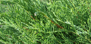 Szagos boróka (<i>Juniperus sabina</i>)