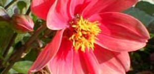 Kerti törpe dália (<i>Dahlia variabilis</i>)