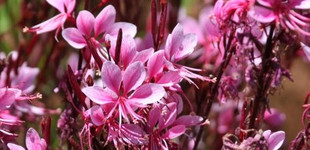 Gyertyavirág (<i> Gaura coccinea neomexicana</i>)