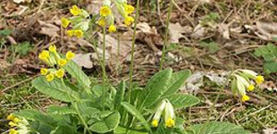 Kankalin (<i>Primula sp.</i>)