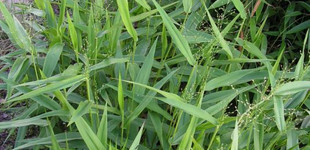 Szobai bambusz (<i>Pogonatherum paniceum</i>)