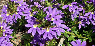 Legyezővirág (<i>Scaevola sp.</i>)