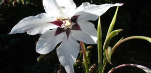 Abesszin kardvirág (<i>Acidanthera bicolor</i> 'murielae')