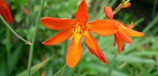 Kerti sáfrányfű (<i>Crocosmia x crocosmiflora</i>)