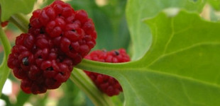 Eperparéj (<i>Chenopodium capitatum</i>)