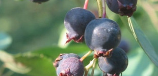 Fanyarka (<i>Amelanchier ovalis</i>)