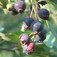Fanyarka (<i>Amelanchier ovalis</i>)