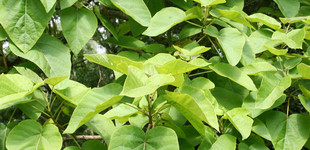 Nagylevelű császárfa (<i>Paulownia tomentosa</i>)