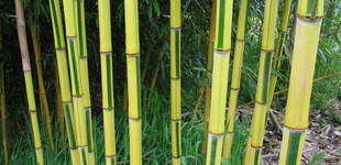 Kínai aranycsíkos bambusz (<i>Phyllostachys aureosulcata</i> 'Spectabilis')