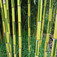 Kínai aranycsíkos bambusz (<i>Phyllostachys aureosulcata</i> 'Spectabilis')