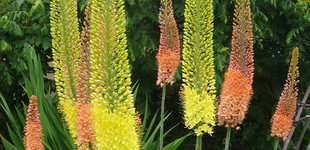 Korbácsliliom (<i>Eremurus sp.</i>)