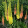 Korbácsliliom (<i>Eremurus sp.</i>)