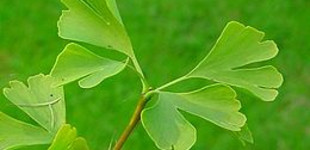 Páfrányfenyő (<i>Ginkgo biloba</i>)