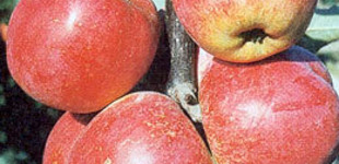 'Renora' alma (<i>Malus domestica</i> ''Renora'')