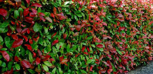 Korallberkenye (<i>Photinia fraseri</i> 'Red Robin')