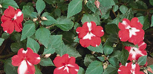 Vízifukszia (<i>Impatiens walleriana</i>)