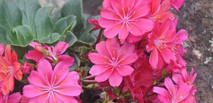 Változékony dohánygyökér (<i>Lewisia cotyledon</i>)