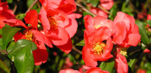 Japánbirs (<i>Chaenomeles japonica</i>)