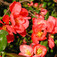 Japánbirs (<i>Chaenomeles japonica</i>)