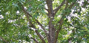 Amerikai ámbrafa (<i>Liquidambar styraciflua</i>)