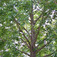 Amerikai ámbrafa (<i>Liquidambar styraciflua</i>)