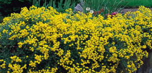 Ternye (<i>Alyssum saxatile, montanum</i>)