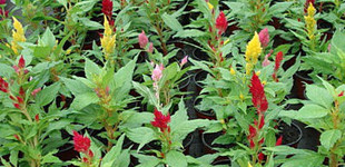 Tollas celózia (<i>Celosia plumosa</i>)