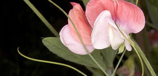 Szagos bükköny (<i>Lathyrus odoratus</i>)