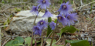 Harangrojt (<i>Soldanella</i>)