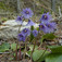 Harangrojt (<i>Soldanella</i>)