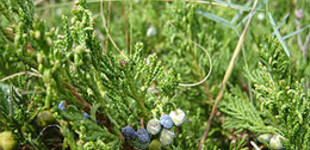 Henye boróka (<i>Juniperus horizontalis</i>)